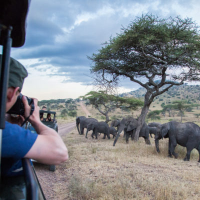 NEC students photographs elephants during a Study Away trip to Tanzania