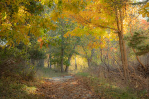 Photograph of autumn trees in New Hampshire