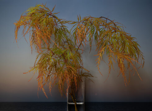"Japanese Maple" by photographer Vaughn Sills, on exhibition at New England College April 3–May 3, 2024