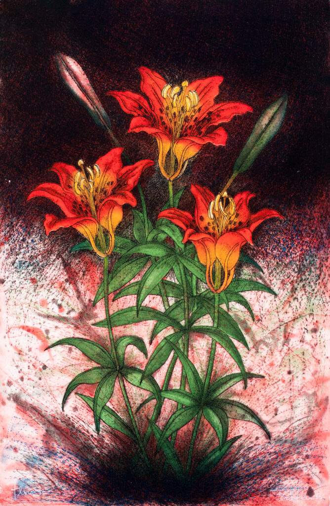 Artwork featuring three lilies, intaglio on paper